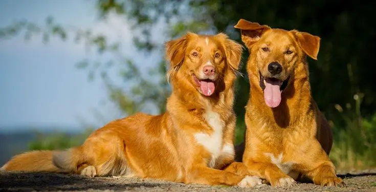 German Shepherd Golden Retriever Mix: Smart and Loyal