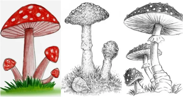 Drawing:plcxcsjeqpq= Mushroom:Techniques and Tips